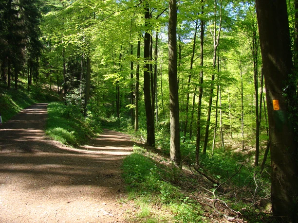 Bergischer Weg zwischen Müngsten und Burg Ein Waldweg gabelt sich in zwei Pfade, flankiert von hohen, dicht belaubten Bäumen im Sonnenlicht.