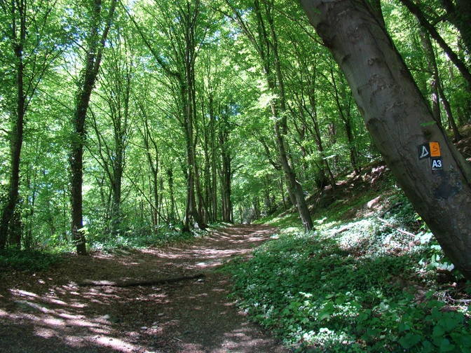 Waldweg in sonnigem Laubwald mit schattigen Bereichen und Wanderwegmarkierung an einem Baum.