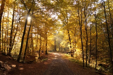 Königsforst Ein malerischer Waldweg in Rösrath, eingetaucht in das warme Licht des Herbstes mit goldenen Blättern.