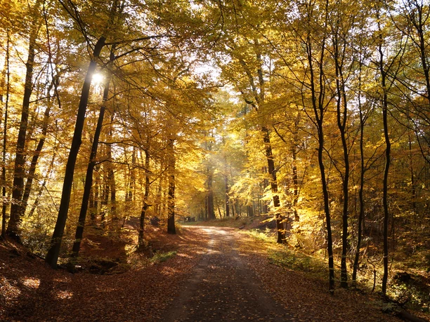 Königsforst Ein malerischer Waldweg in Rösrath, eingetaucht in das warme Licht des Herbstes mit goldenen Blättern.
