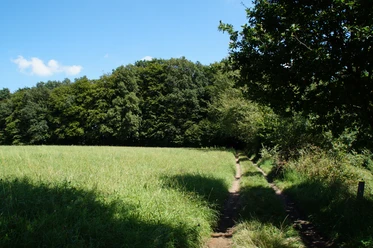 Bergischer Weg vor Hoffnungsthal <p>Grünes Feld unter blauem Himmel, gesäumt von dichten Bäumen, mit einem Pfad im Vordergrund.</p>