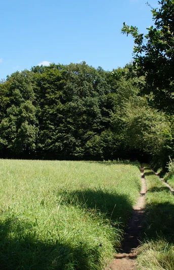 Bergischer Weg vor Hoffnungsthal <p>Grünes Feld unter blauem Himmel, gesäumt von dichten Bäumen, mit einem Pfad im Vordergrund.</p>