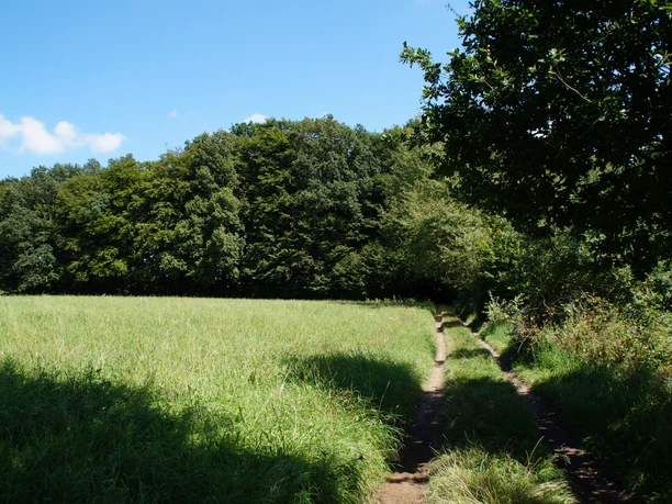 Bergischer Weg vor Hoffnungsthal <p>Grünes Feld unter blauem Himmel, gesäumt von dichten Bäumen, mit einem Pfad im Vordergrund.</p>