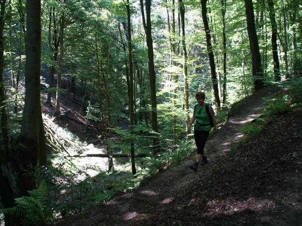 Bergischer Weg hinter Forsbach Eine Person wandert auf einem schmalen Waldweg, umgeben von dichten, grünen Bäumen.