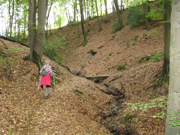 Bergischer Weg bei Broich Eine Frau wandert im bunten Herbstwald einen sanft abfallenden, von Laub bedeckten Pfad entlang.