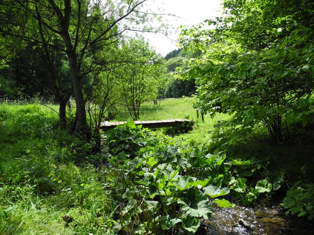 Eindrücke am Wegesrand Ein kleiner Holzsteg überquert einen Bach in einer grünen, bewaldeten Landschaft an einem sonnigen Tag.