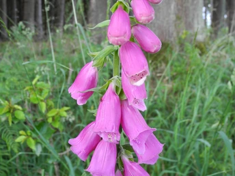 Eindrücke am Wegesrand Rosa Fingerhut-Blüten vor einem Hintergrund aus grünem Gras und Wald, in natürlichem Licht aufgenommen.