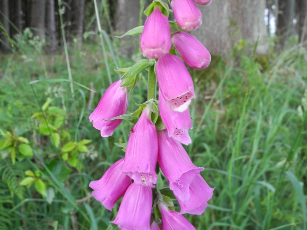 Eindrücke am Wegesrand Rosa Fingerhut-Blüten vor einem Hintergrund aus grünem Gras und Wald, in natürlichem Licht aufgenommen.