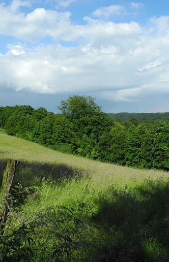 Eindrücke am Wegesrand Landschaft mit grünen Wiesen, dichten Bäumen und weitem Himmel unter leicht bewölktem Himmel.