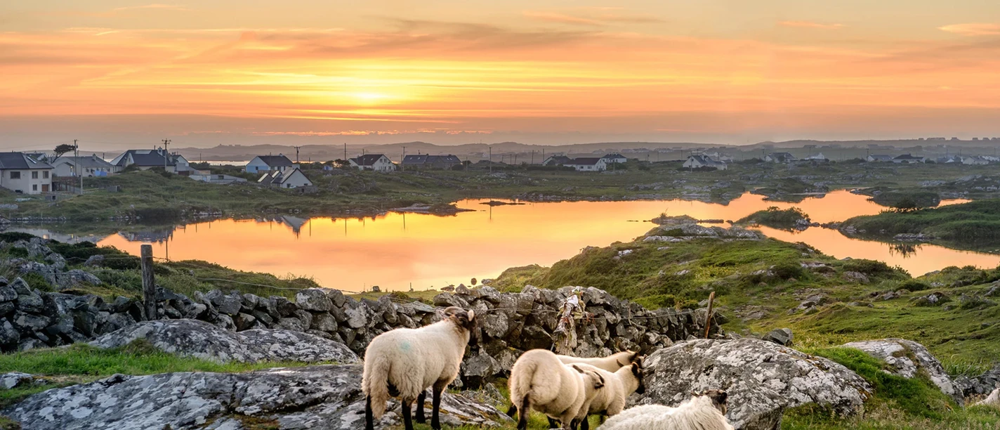 Clifden_Irland_Canva1920x1080.jpg Schafe in der Landschaft von Clifden in Irland