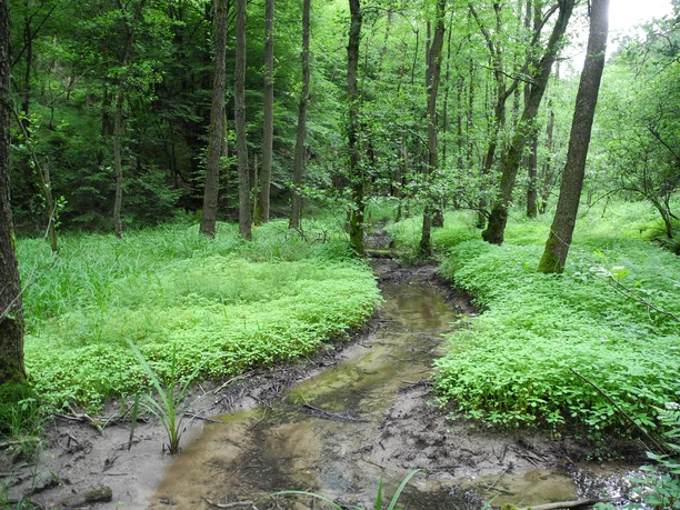 Eindrücke am Wegesrand Ein schmaler, klarer Bach schlängelt sich durch einen grünen Wald voller dichter Vegetation.
