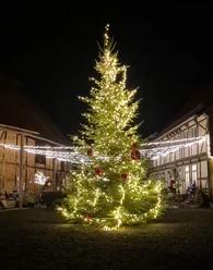 Baum3.jpg
