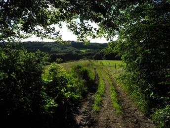 Eindrücke am Wegesrand Ein schmaler Waldweg führt durch dichtes Grün in eine sanft hügelige, sonnenbeschienene Landschaft.