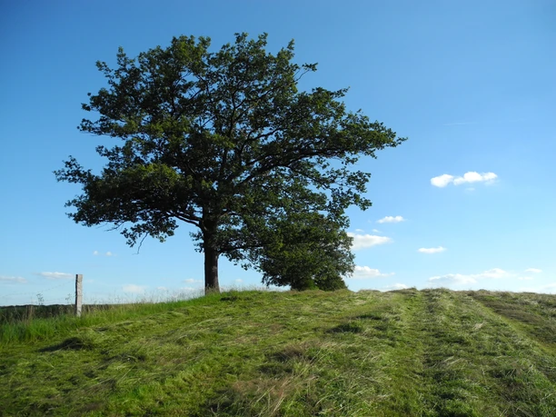 Eindrücke am Wegesrand Ein einzelner Baum steht auf einem Hügel, umgeben von einer gemähten Wiese unter blauem Himmel.