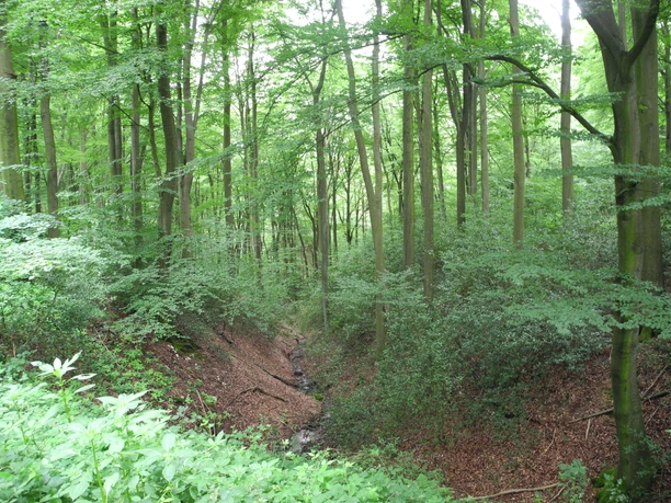 Eindrücke am Wegesrand Dichter Laubwald mit hohen grünen Bäumen und einem schmalen Bach, der durch das Unterholz fließt.