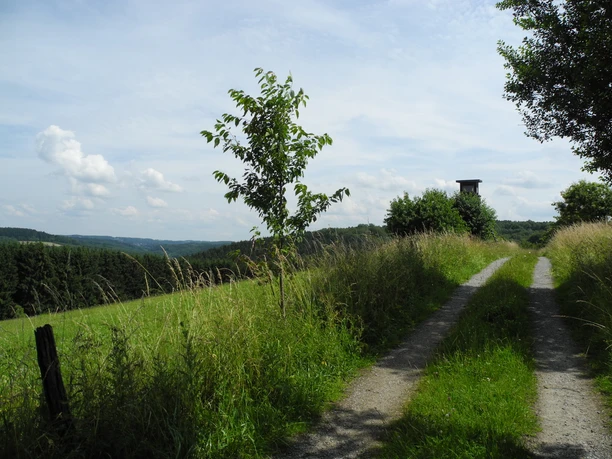 Eindrücke am Wegesrand Ein schmaler Feldweg führt durch eine grüne Wiese, vorbei an Bäumen, unter einem blauen Himmel.