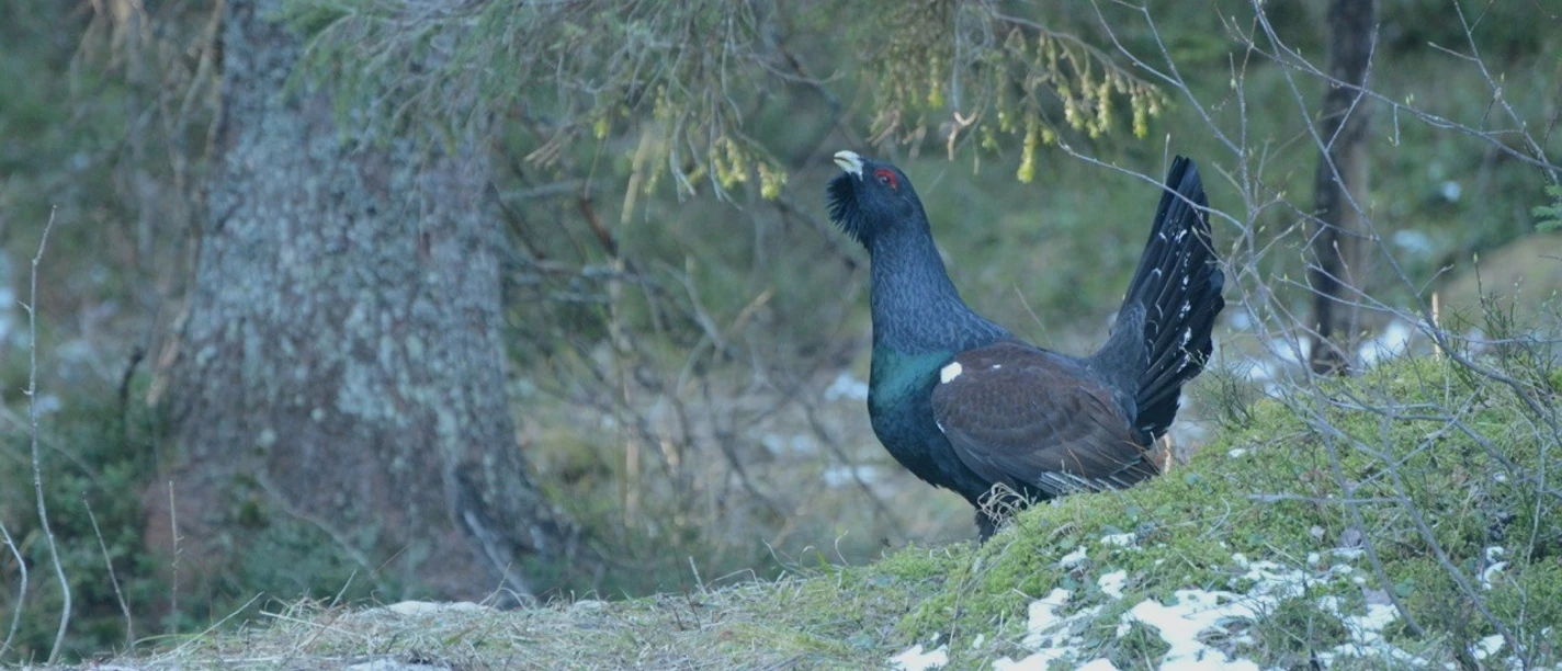 Auerhahn (Tetrao urogallus) Foto: Pierre Mollet Auerhahn (Tetrao urogallus) Foto: Pierre Mollet