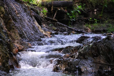 Eindrücke am Wegesrand Waldbach fließt über moosige Steine und Äste, umgeben von saftigem Grün, in natürlicher Idylle.