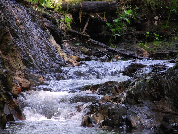 Eindrücke am Wegesrand Waldbach fließt über moosige Steine und Äste, umgeben von saftigem Grün, in natürlicher Idylle.