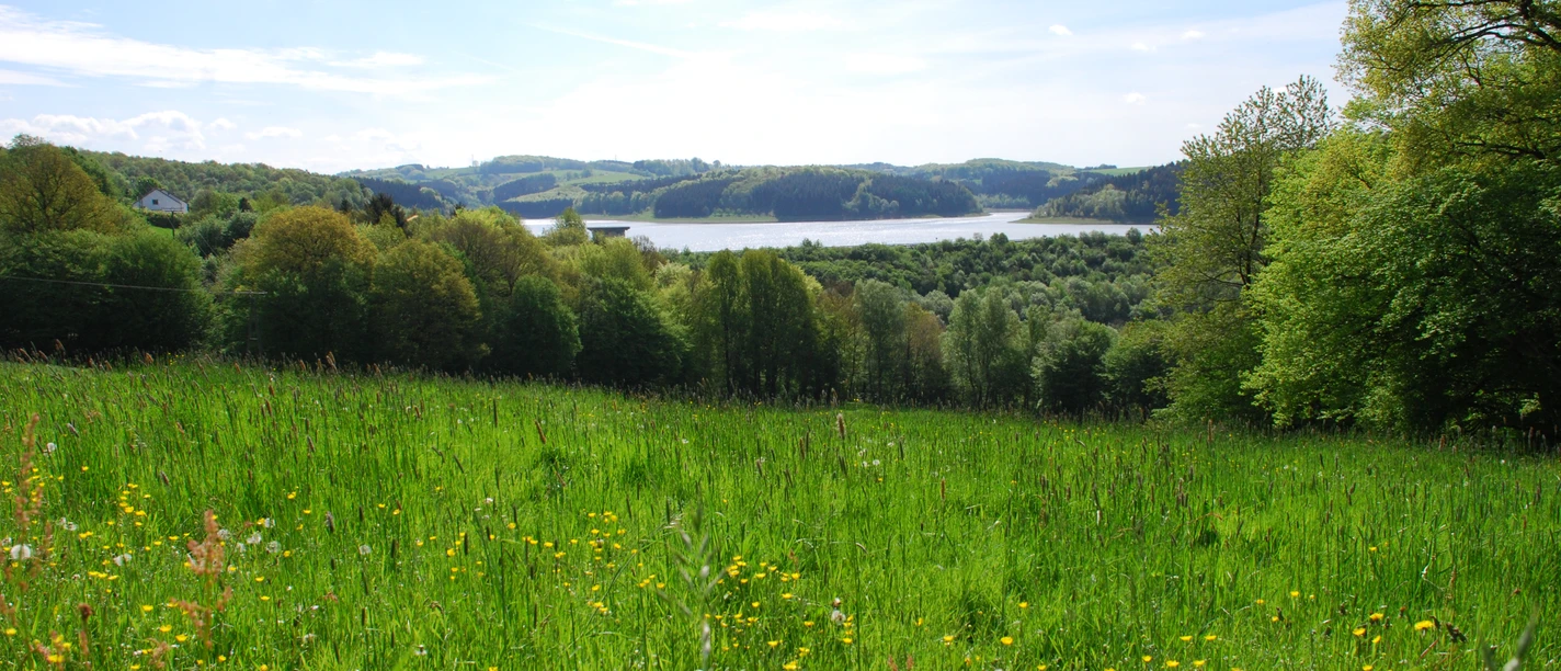 Blick auf die Dhünntalsperre Grüne Wiese mit gelben Blumen, dahinter dichter Wald und ein blauer See unter wolkenbedecktem Himmel.