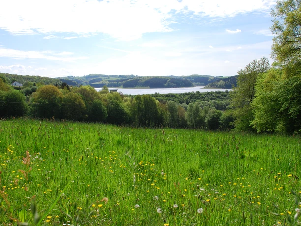 Blick auf die Dhünntalsperre Grüne Wiese mit gelben Blumen, dahinter dichter Wald und ein blauer See unter wolkenbedecktem Himmel.