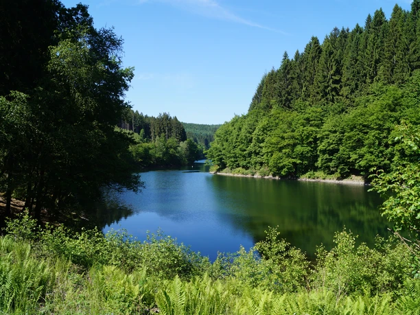 der Rengsearm der Aggertalsperre Ein malerischer Waldsee, umgeben von grünen Bäumen, unter einem strahlend blauen Himmel.