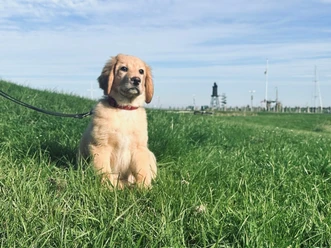 Dorum-Neufeld_Tiere_23_Hund-an-der-Leine_KV_24.jpg