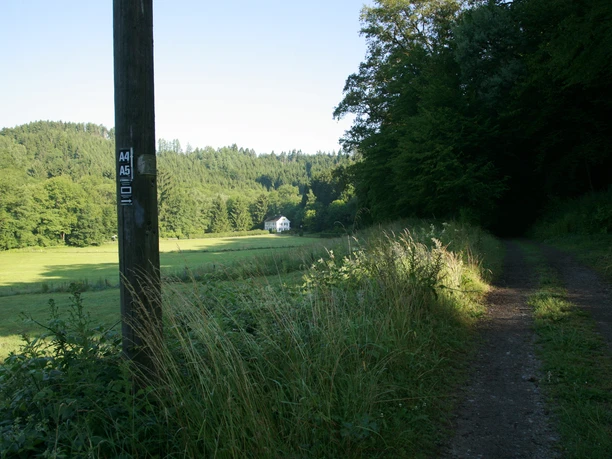 Aue Fachwerk Waldweg führt durch grünes Tal zu einem weißen Haus, umgeben von Bäumen und Wiesen im Sonnenlicht.