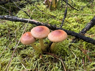 pilzwanderung-2026_1.jpg Drei braune Pilze wachsen zwischen Moos, Zweigen und Kiefernnadeln am Waldboden.