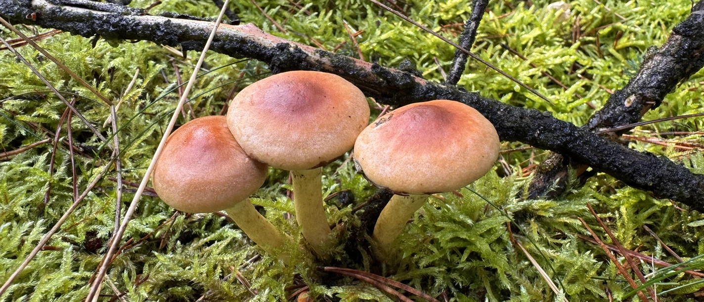 pilzwanderung-2026_1.jpg Drei braune Pilze wachsen zwischen Moos, Zweigen und Kiefernnadeln am Waldboden.