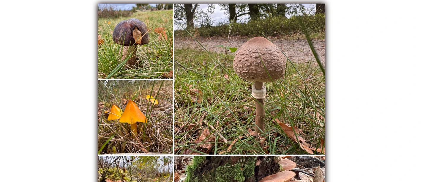 pilzwanderung-2026_2.jpg Collage verschiedener Pilze in Gras, Moos und am Baumstamm während einer Pilzwanderung.