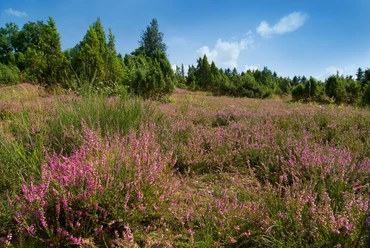 Heide Blühende Heidelandschaft mit leuchtend lila Besenheide, umgeben von grünen Kiefern, unter blauem Himmel.