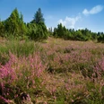 Heide Blühende Heidelandschaft mit leuchtend lila Besenheide, umgeben von grünen Kiefern, unter blauem Himmel.