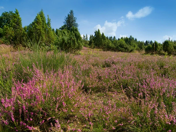 Heide Blühende Heidelandschaft mit leuchtend lila Besenheide, umgeben von grünen Kiefern, unter blauem Himmel.