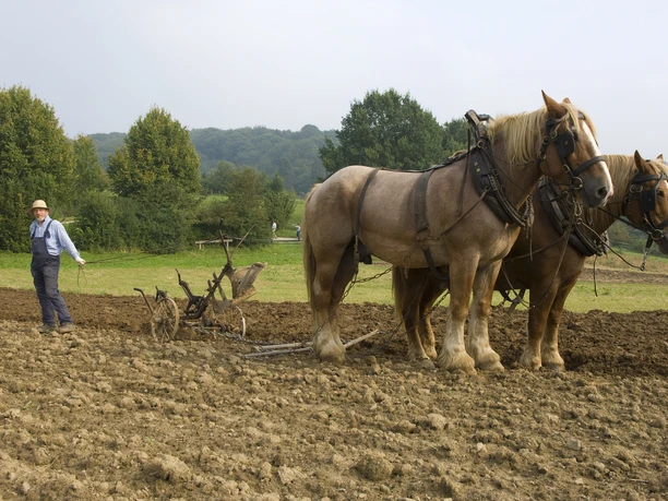 im Bergischen Freilichtmuseum Ein Bauer pflügt mit zwei kräftigen Pferden ein braunes Feld, umgeben von grünen Bäumen.