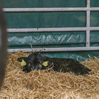Ein frisch geborenes Kälbchen liegt eingekuschelt im Stroh Ein frisch geborenes Kälbchen liegt eingekuschelt im Stroh