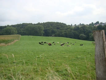 Weide mit grasenden Kühen, umgeben von Wäldern und Feldern unter bewölktem Himmel in ländlicher Landschaft.