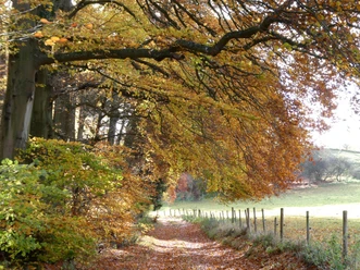 Unterwegs im Herbstwald