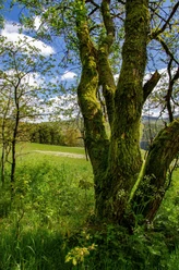 Prozessionswanderweg Denklingen Ein moosbewachsener Baum in einer sonnigen Wiese, umgeben von Laubbäumen und blühenden Pflanzen.