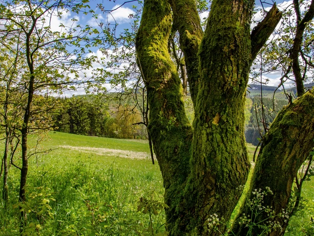 Prozessionswanderweg Denklingen Ein moosbewachsener Baum in einer sonnigen Wiese, umgeben von Laubbäumen und blühenden Pflanzen.