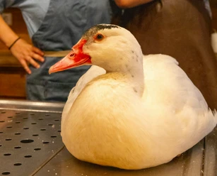 Ente gut. Alles gut.