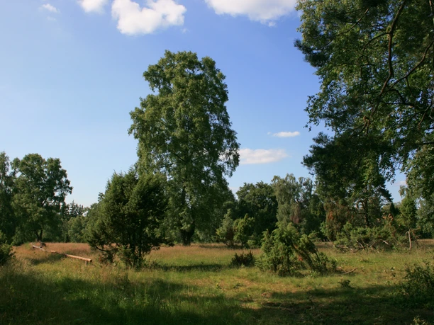 Riedelbach Heide.jpg Riedelbach Heide.jpg