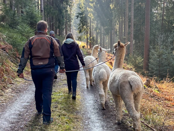 Alpakawanderung an der Leine Alpakawanderung an der Leine