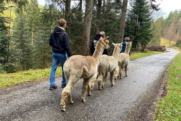 Alpakawanderung im Sankenbachtal Alpakawanderung im Sankenbachtal