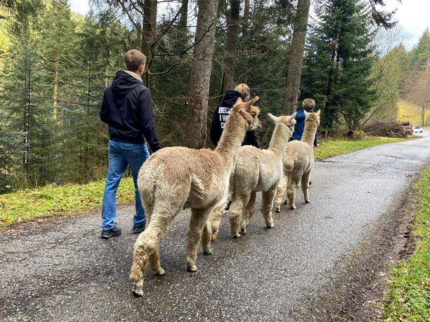 Alpakawanderung im Sankenbachtal Alpakawanderung im Sankenbachtal