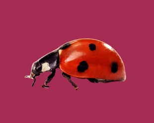 Gwunderstunde Rot