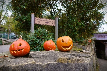 Halloween Kürbisse.JPG