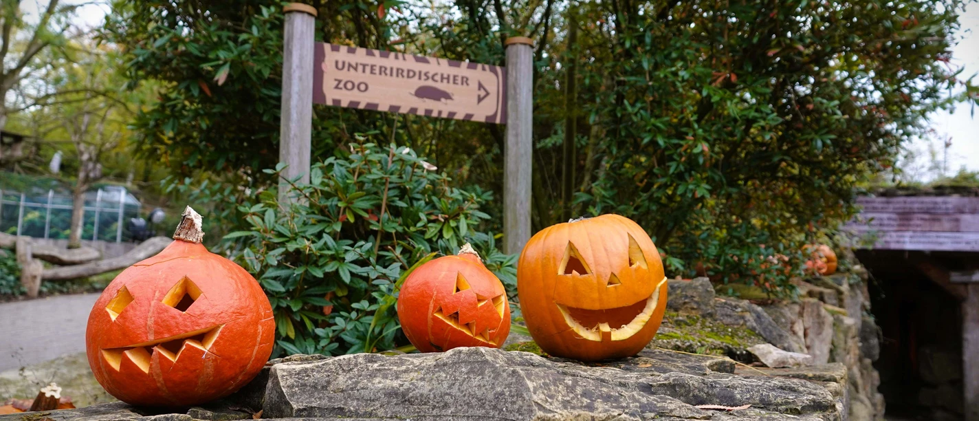 Halloween Kürbisse.JPG Halloween Kürbisse.JPG