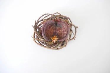Sandra Ganser FEMINA Kunst Ein Kunstwerk von Sandra Ganser zum Thema "Was ist natürlich weiblich?". Eine Schale auf einem geflochtenen Holzkranz.