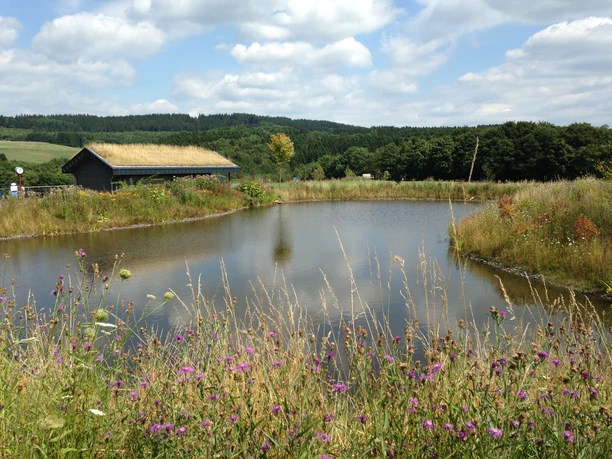 Golfclub Oberberg Idyllischer Teich mit Wildblumenwiese im Vordergrund und einem mit Gras überwachsenen Dach im Hintergrund.